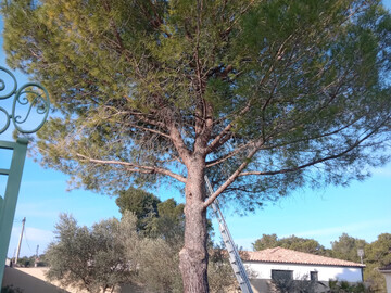 Abattage d'un pin d'une hauteur environ 15m de haut